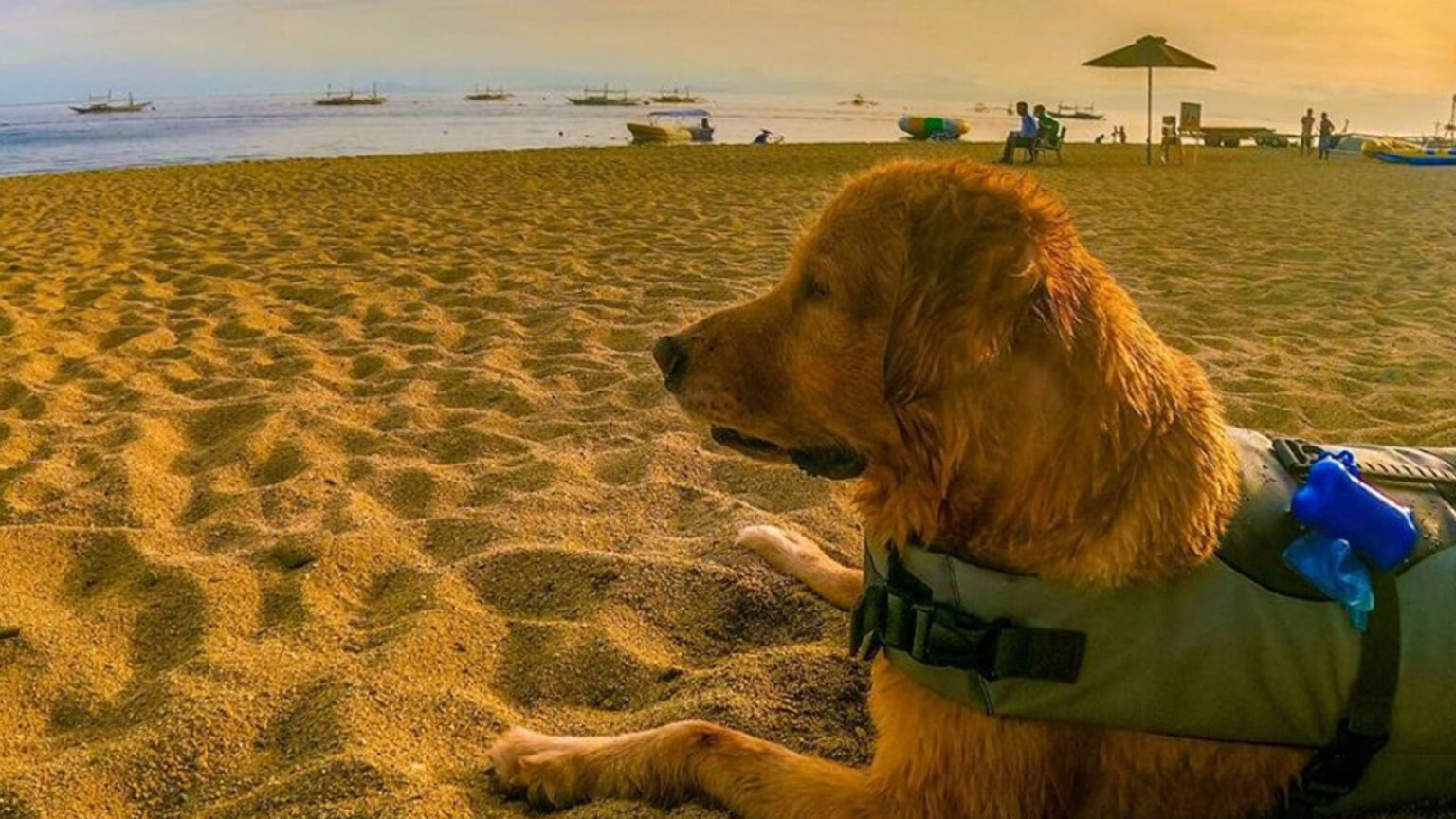 7 Pet-Friendly Hotels & Resorts To Visit For Your Staycation Near Metro ...